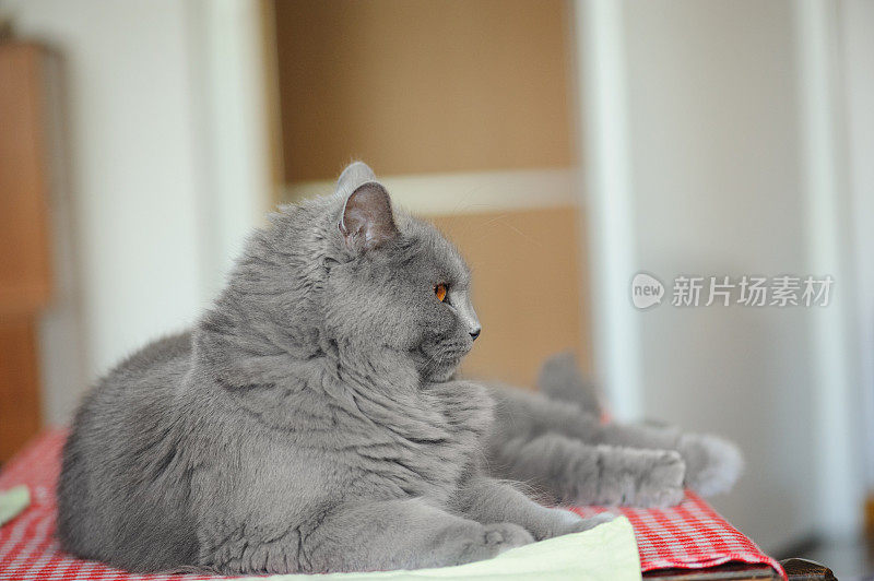 桌上的Chartreux Cat